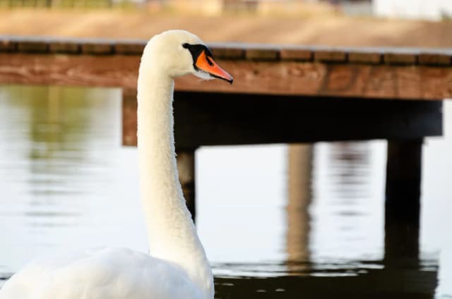Jezioro Myśliborskie: piękne miejsce na relaks i aktywności wodne