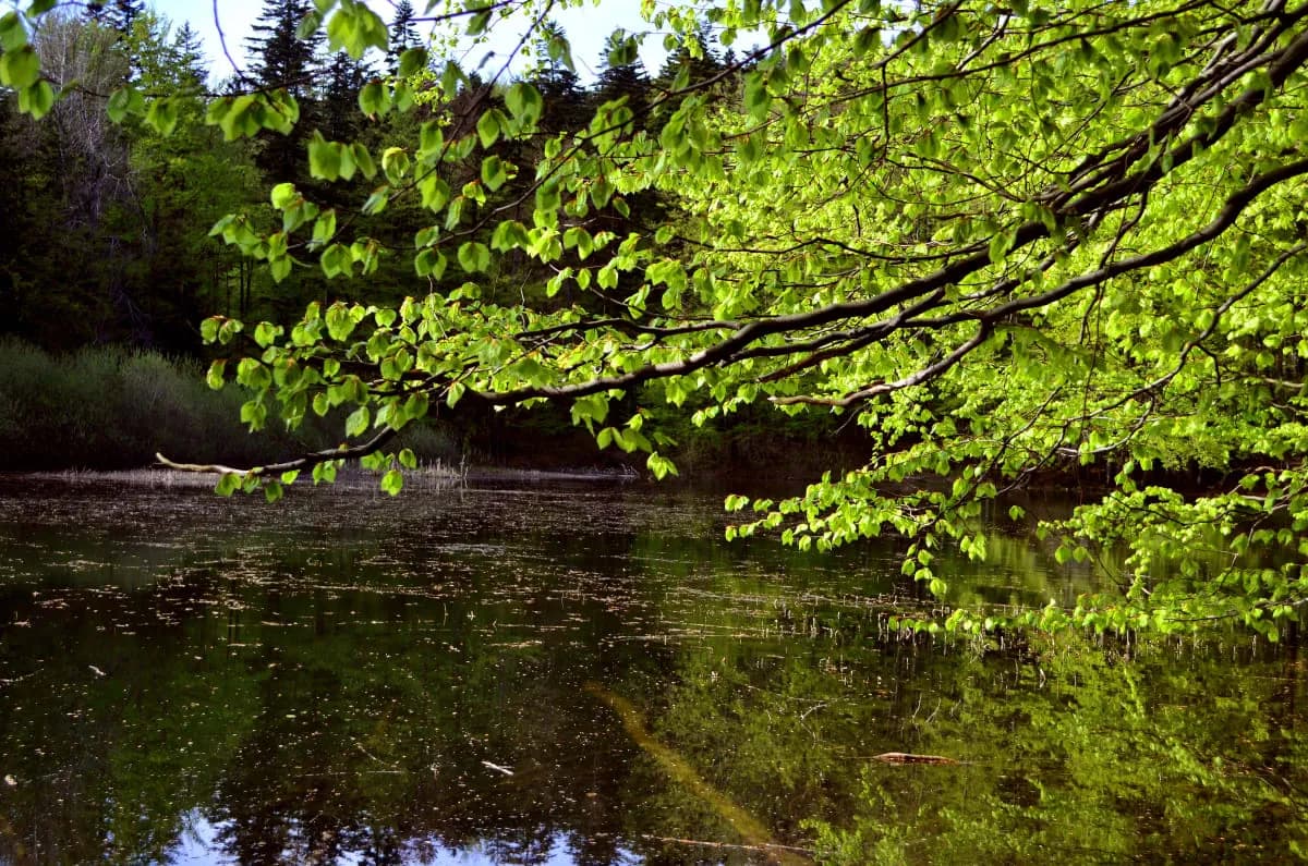 Jezioro Kiełpińskie – odkryj tajemnice dwóch pięknych jezior w Polsce